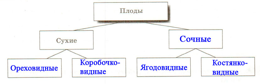 Схема классификации плодов. Заполните схему классификация плодов. Схема классификации плодов 6 класс биология. Плоды заполните схему классификация плодов. Заполните схему классификация плодов биология 6 класс.