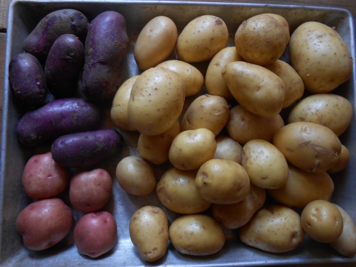 Откуда картошка в россии. Колумба картофель. Родина картофеля. Картошка в России.